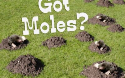 Great work on Moles two gardens now cleared and working on another large country house