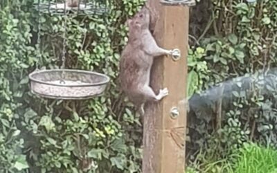 Bird feeders and rats